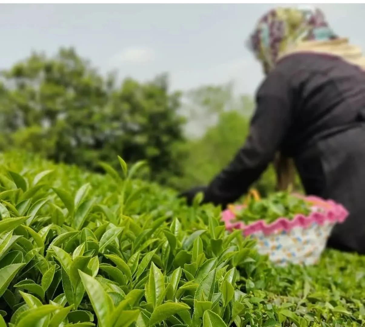 چای ممتاز بهاره