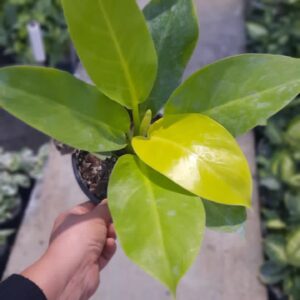 فیلندرون نئون